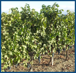 grapes